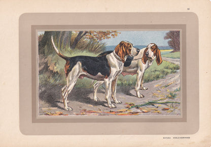 1931 BATARD ANGLO-NORMAND Print - Original Antique Hunting Dog Print - Dog Wall Art - 92 Years Old - 11 x 7.75 Inches