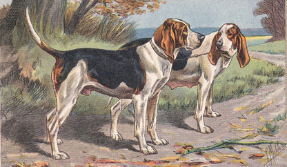 1931 BATARD ANGLO-NORMAND Print - Original Antique Hunting Dog Print - Dog Wall Art - 92 Years Old - 11 x 7.75 Inches