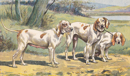 1931 PORCELAINE DOG Print - Original Antique Hunting Dog Print - Dog Wall Art - 92 Years Old - 11 x 7.75 Inches