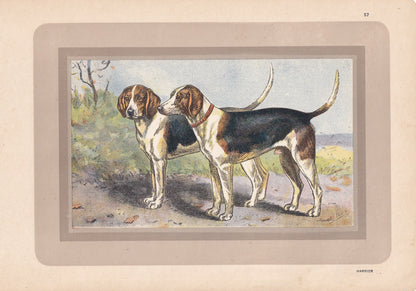 1931 HARRIER DOG Print - Original Antique Hunting Dog Print - Dog Wall Art - 92 Years Old - 11 x 7.75 Inches