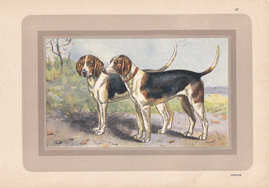 1931 HARRIER DOG Print - Original Antique Hunting Dog Print - Dog Wall Art - 92 Years Old - 11 x 7.75 Inches