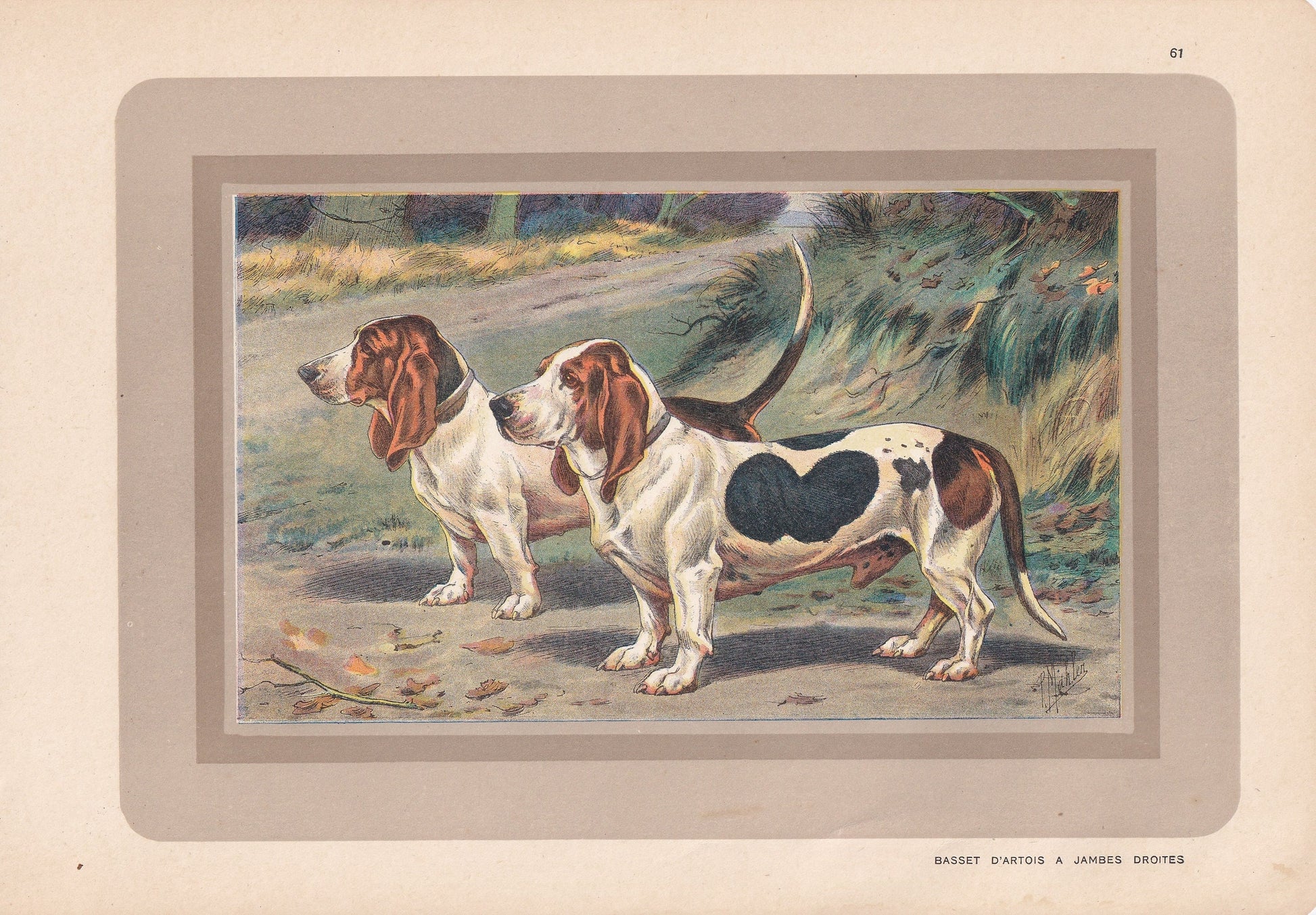 1931 BASSET DOG Print - Original Antique Hunting Dog Print - Dog Wall Art - 92 Years Old - 11 x 7.75 Inches