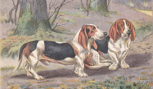 1931 BASSET DOG Print - Original Antique Hunting Dog Print - Dog Wall Art - 92 Years Old - 11 x 7.75 Inches