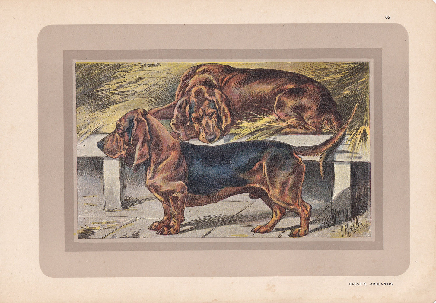 1931 BASSET DOG Print - Original Antique Hunting Dog Print - Dog Wall Art - 92 Years Old - 11 x 7.75 Inches
