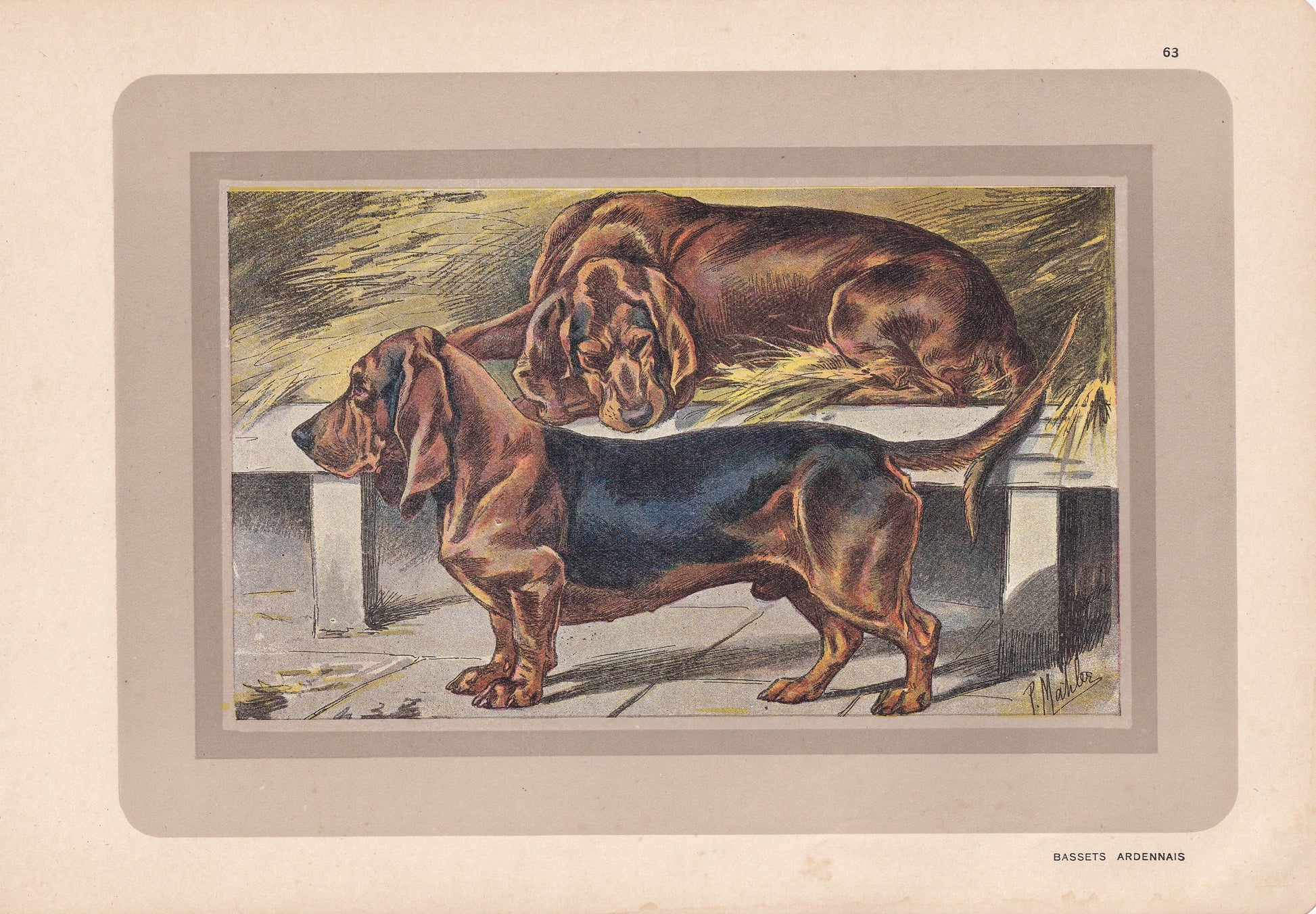 1931 BASSET DOG Print - Original Antique Hunting Dog Print - Dog Wall Art - 92 Years Old - 11 x 7.75 Inches