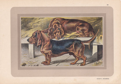 1931 BASSET DOG Print - Original Antique Hunting Dog Print - Dog Wall Art - 92 Years Old - 11 x 7.75 Inches