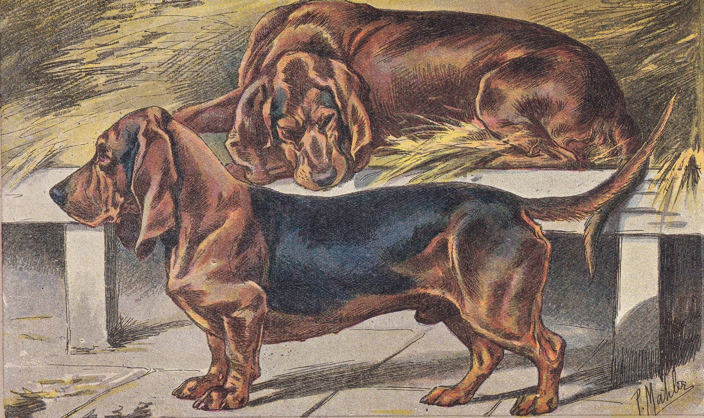 1931 BASSET DOG Print - Original Antique Hunting Dog Print - Dog Wall Art - 92 Years Old - 11 x 7.75 Inches