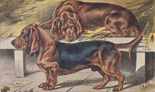 1931 BASSET DOG Print - Original Antique Hunting Dog Print - Dog Wall Art - 92 Years Old - 11 x 7.75 Inches