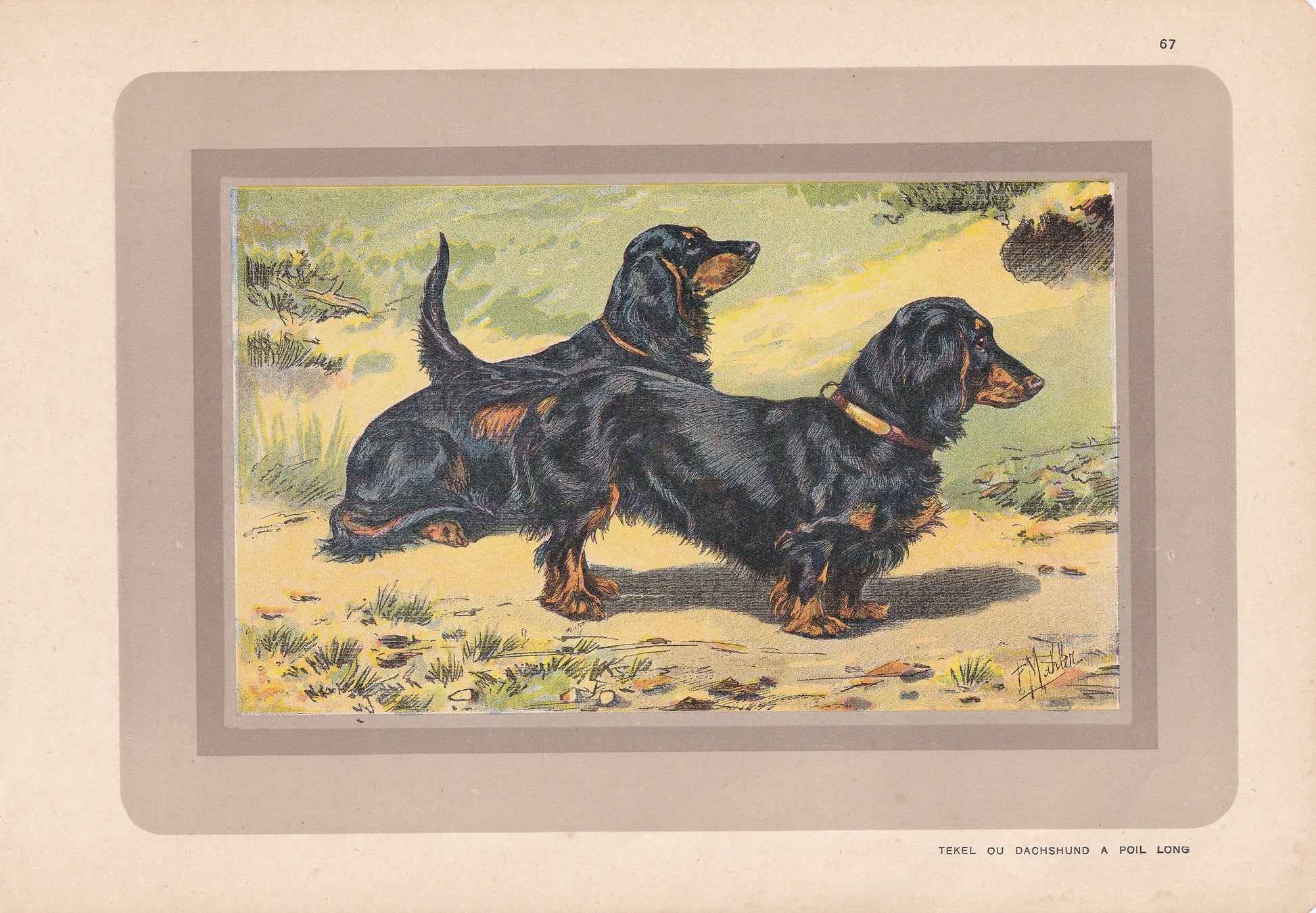 1931 DACHSHUND DOG Print - Original Antique Hunting Dog Print - Dog Wall Art - 92 Years Old - 11 x 7.75 Inches