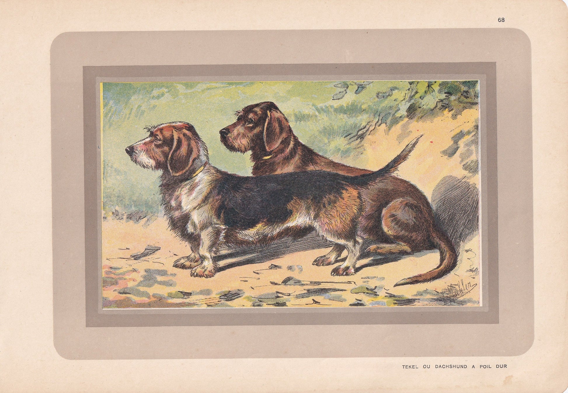 1931 DACHSHUND DOG Print - Original Antique Hunting Dog Print - Dog Wall Art - 92 Years Old - 11 x 7.75 Inches