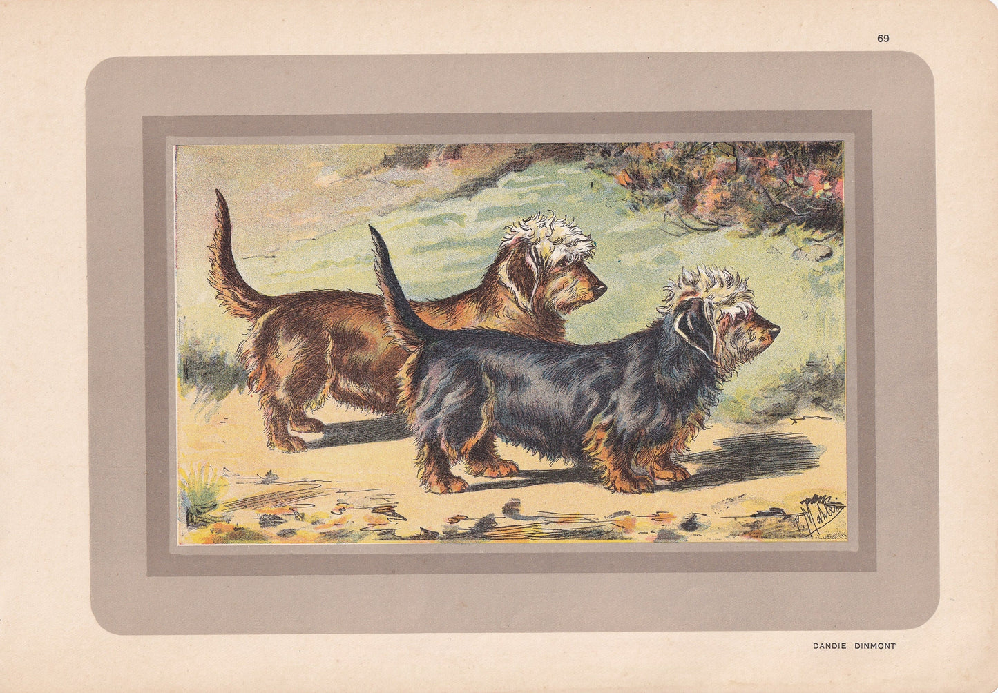 1931 DANDIE DINMONT TERRIER Print - Original Antique Hunting Dog Print - Dog Wall Art - 92 Years Old - 11 x 7.75 Inches