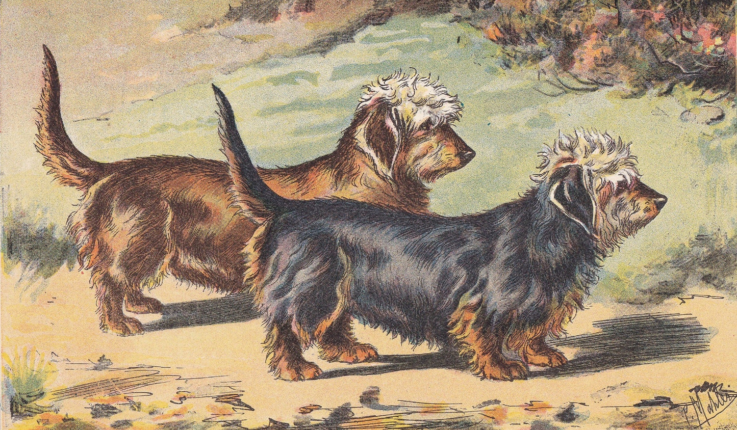 1931 DANDIE DINMONT TERRIER Print - Original Antique Hunting Dog Print - Dog Wall Art - 92 Years Old - 11 x 7.75 Inches