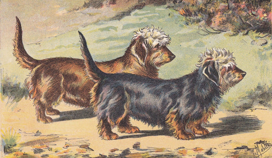 1931 DANDIE DINMONT TERRIER Print - Original Antique Hunting Dog Print - Dog Wall Art - 92 Years Old - 11 x 7.75 Inches