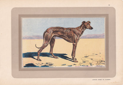 1931 ARABIAN GREYHOUND SLOUGHI Print - Original Antique Hunting Dog Print - Dog Wall Art - 92 Years Old - 11 x 7.75 Inches