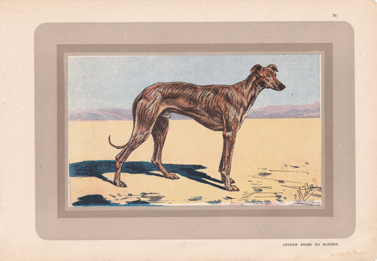 1931 ARABIAN GREYHOUND SLOUGHI Print - Original Antique Hunting Dog Print - Dog Wall Art - 92 Years Old - 11 x 7.75 Inches