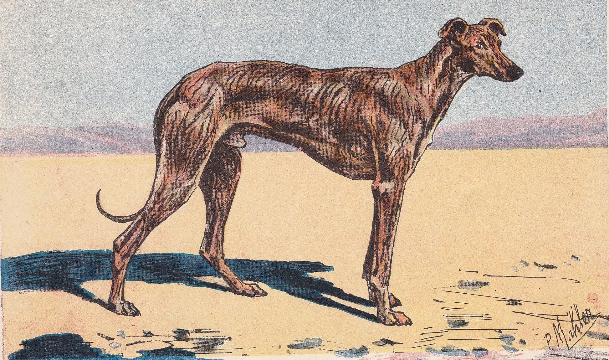1931 ARABIAN GREYHOUND SLOUGHI Print - Original Antique Hunting Dog Print - Dog Wall Art - 92 Years Old - 11 x 7.75 Inches