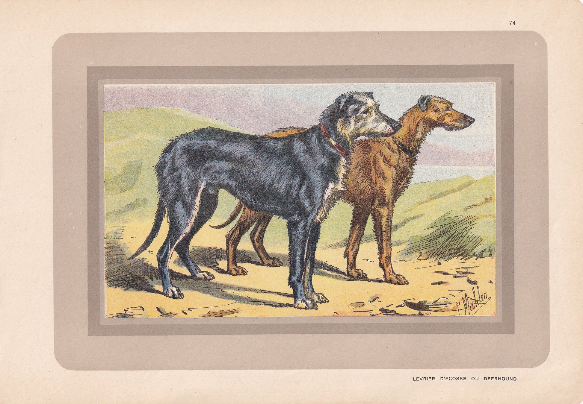 1931 DEERHOUND Print - Original Antique Hunting Dog Print - Dog Wall Art - 92 Years Old - 11 x 7.75 Inches