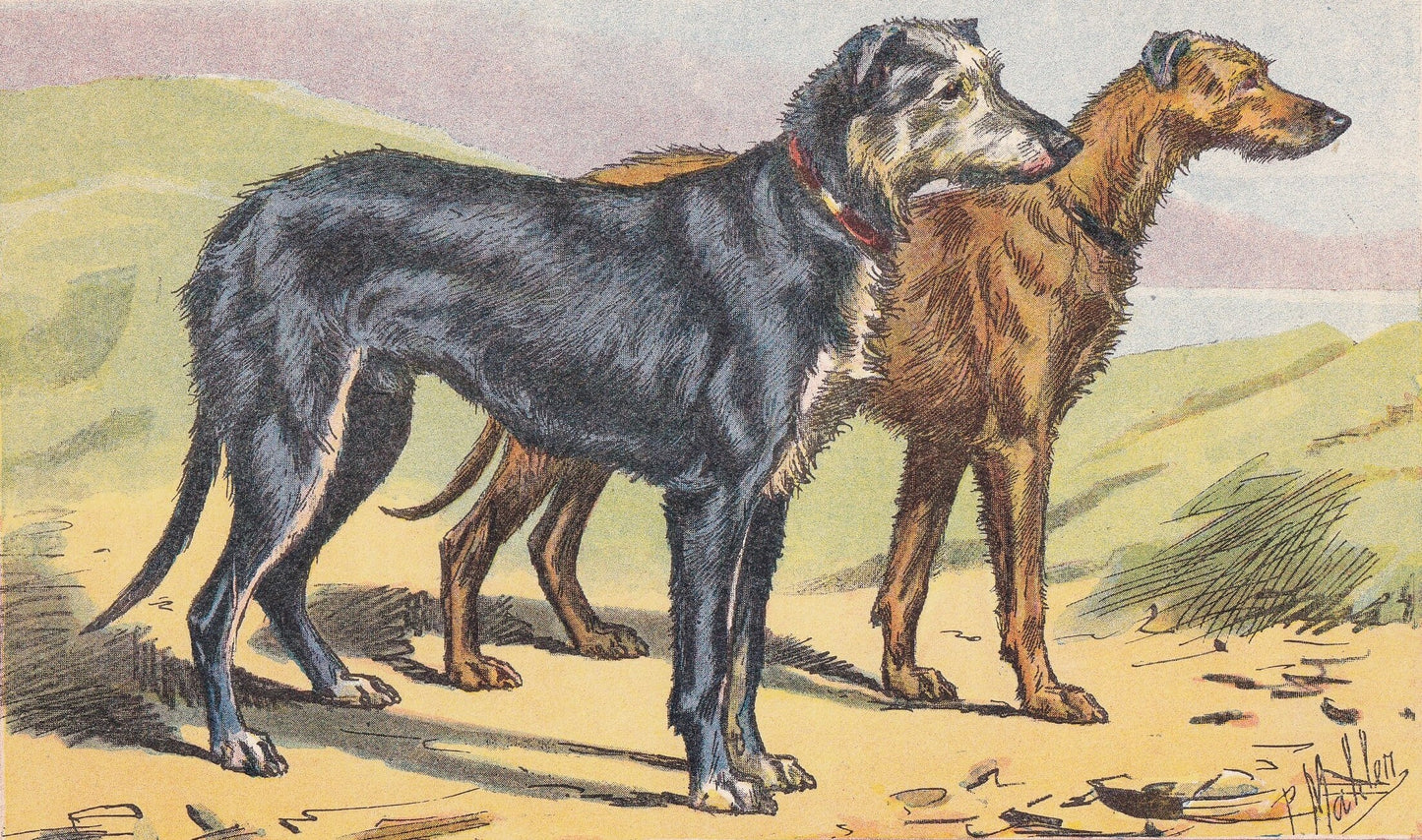 1931 DEERHOUND Print - Original Antique Hunting Dog Print - Dog Wall Art - 92 Years Old - 11 x 7.75 Inches