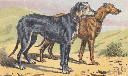 1931 DEERHOUND Print - Original Antique Hunting Dog Print - Dog Wall Art - 92 Years Old - 11 x 7.75 Inches