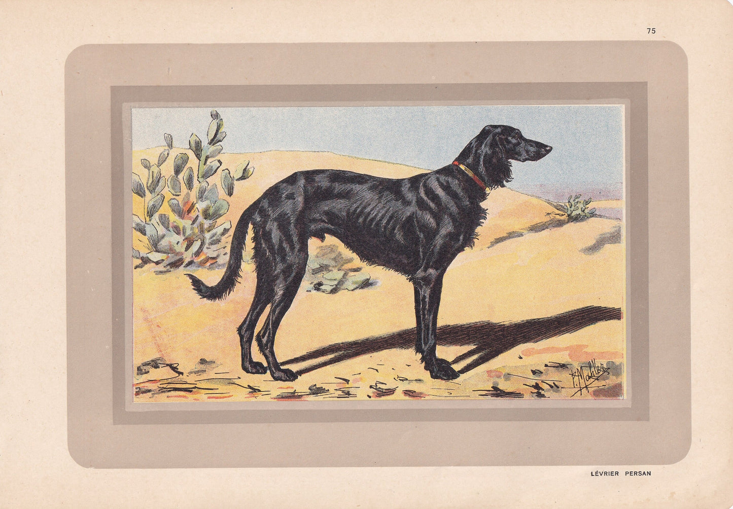1931 SALUKI Print - Original Antique Hunting Dog Print - Dog Wall Art - 92 Years Old - 11 x 7.75 Inches