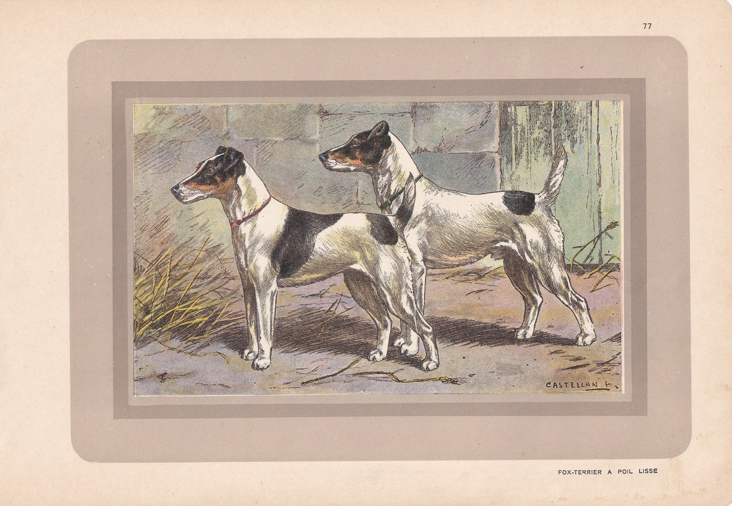 1931 FOX TERRIER Print - Original Antique Hunting Dog Print - Dog Wall Art - 92 Years Old - 11 x 7.75 Inches