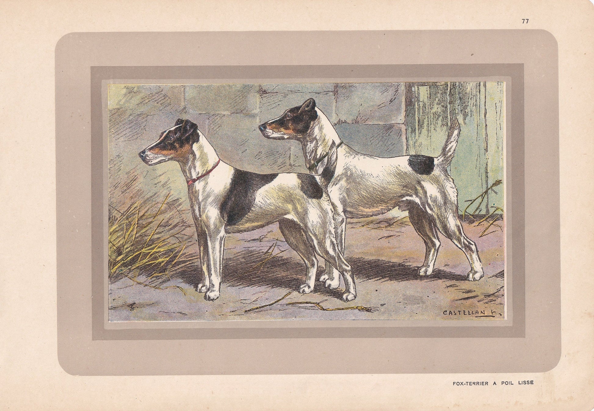 1931 FOX TERRIER Print - Original Antique Hunting Dog Print - Dog Wall Art - 92 Years Old - 11 x 7.75 Inches