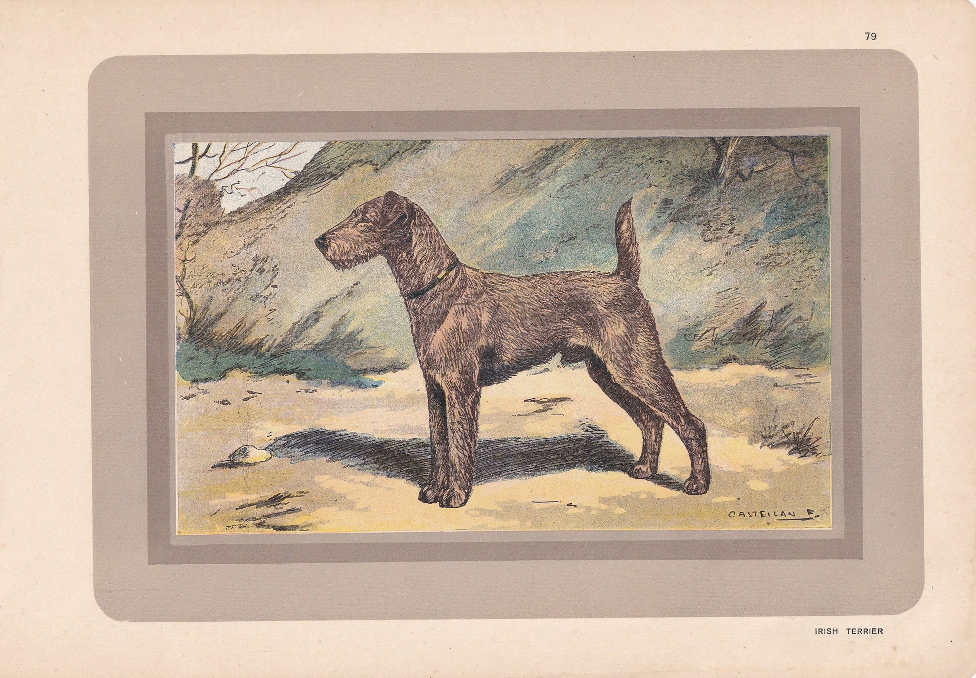 1931 IRISH TERRIER Print - Original Antique Hunting Dog Print - Dog Wall Art - 92 Years Old - 11 x 7.75 Inches