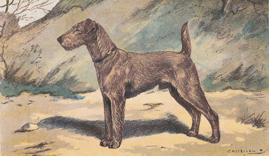 1931 IRISH TERRIER Print - Original Antique Hunting Dog Print - Dog Wall Art - 92 Years Old - 11 x 7.75 Inches