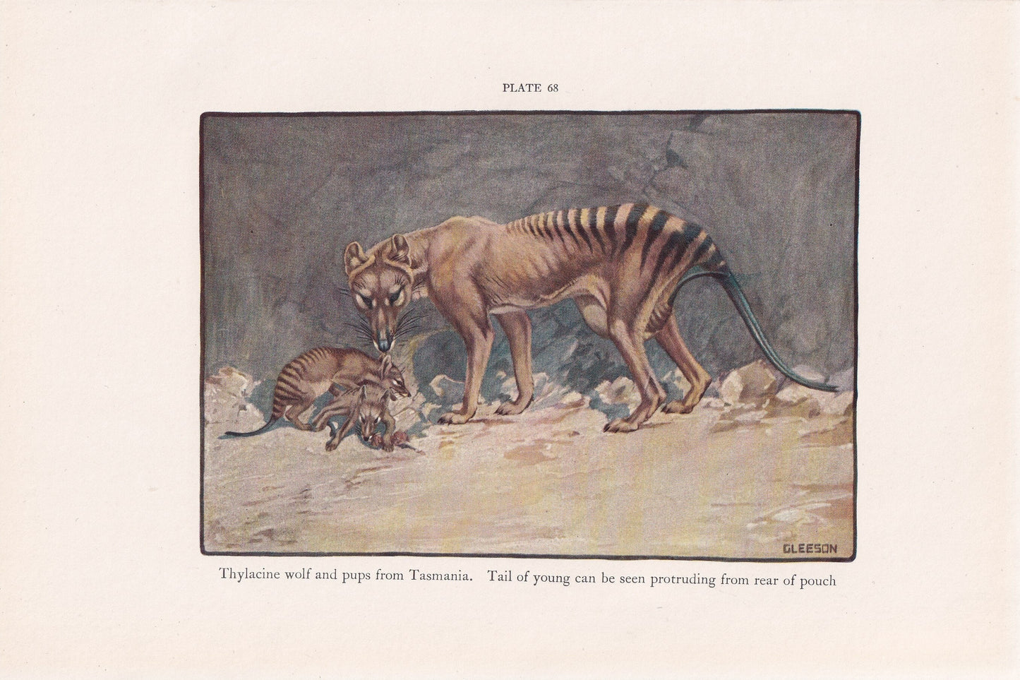 1934 THYLACINE TASMANIAN WOLF Print - Original Antique Print - Thylacine Wall Art - Tasmanian Tiger - 89 Years Old - 9.15 x 6