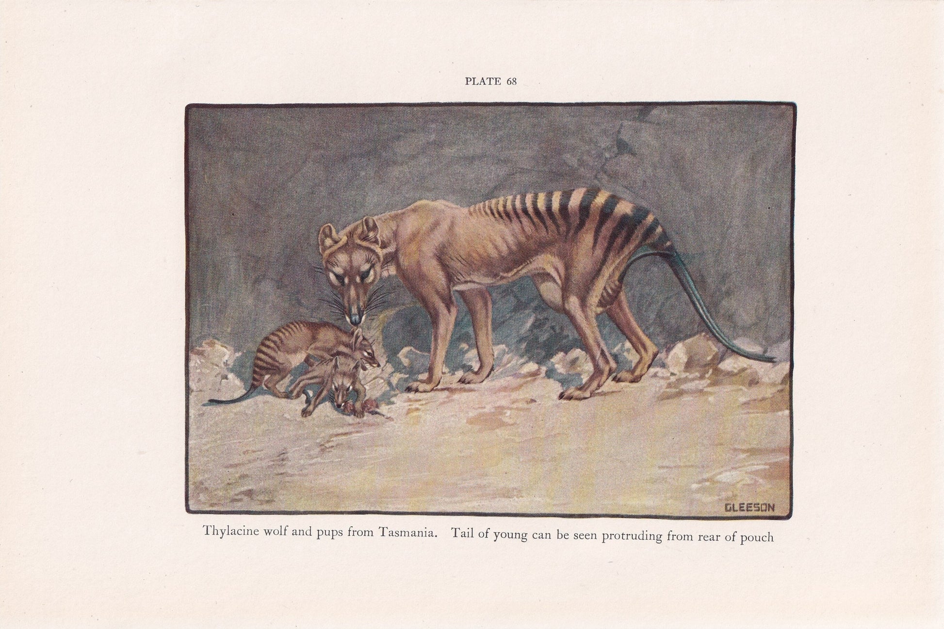 1934 THYLACINE TASMANIAN WOLF Print - Original Antique Print - Thylacine Wall Art - Tasmanian Tiger - 89 Years Old - 9.15 x 6