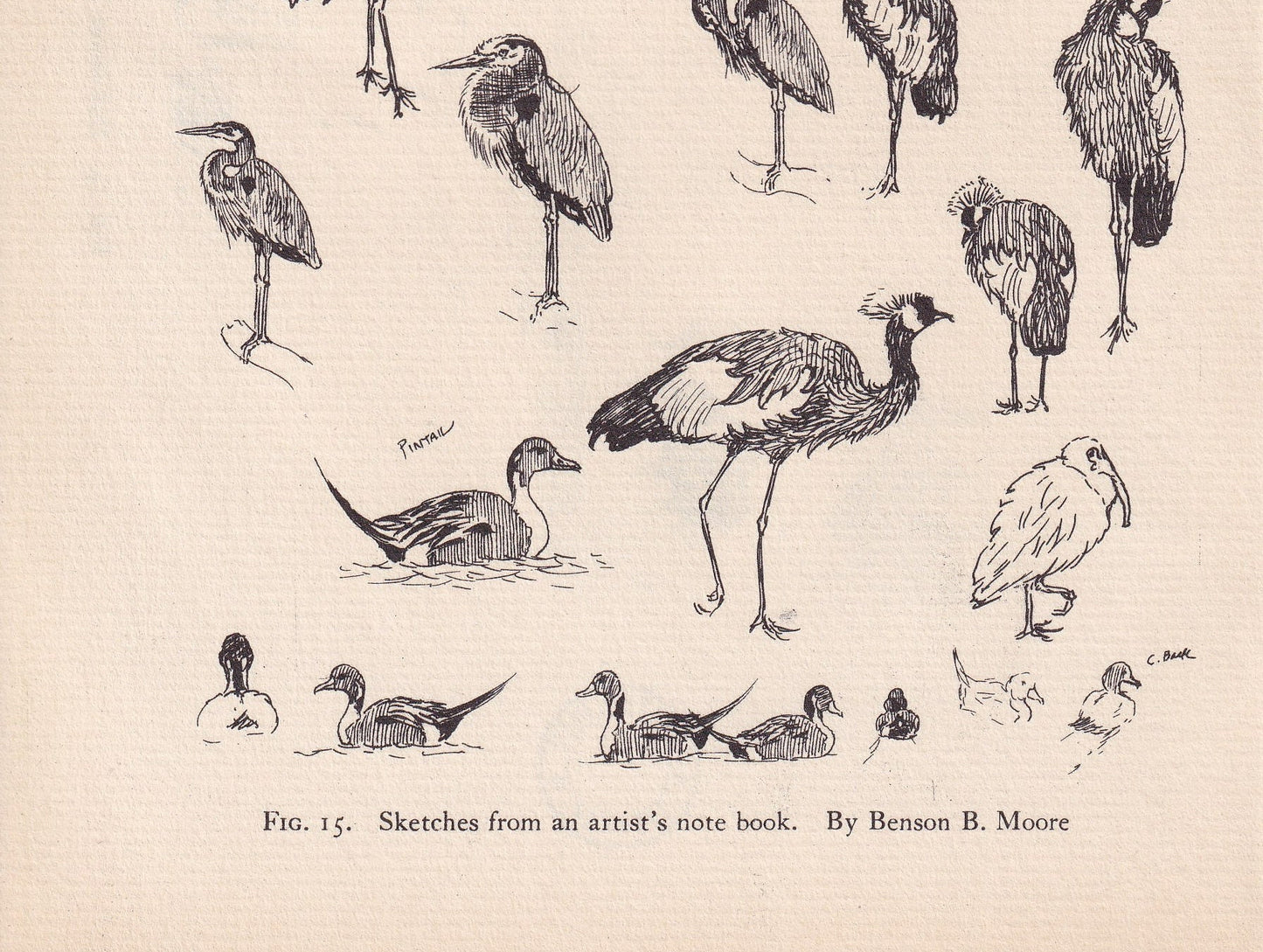 1934 BIRDS ANIMAL SKETCHES Print - Original Vintage Print - Animal Wall Art - Bird Wall Art - 89 Years Old - 9.15 x 6 Inches