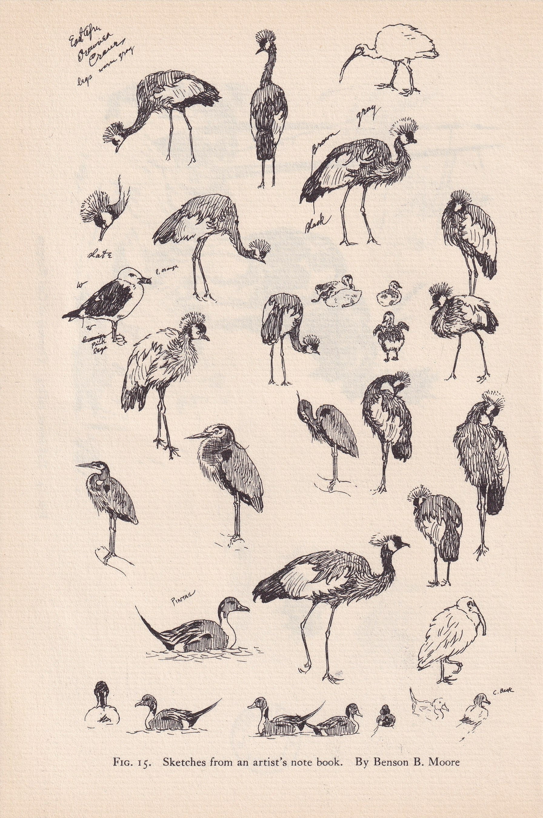 1934 BIRDS ANIMAL SKETCHES Print - Original Vintage Print - Animal Wall Art - Bird Wall Art - 89 Years Old - 9.15 x 6 Inches