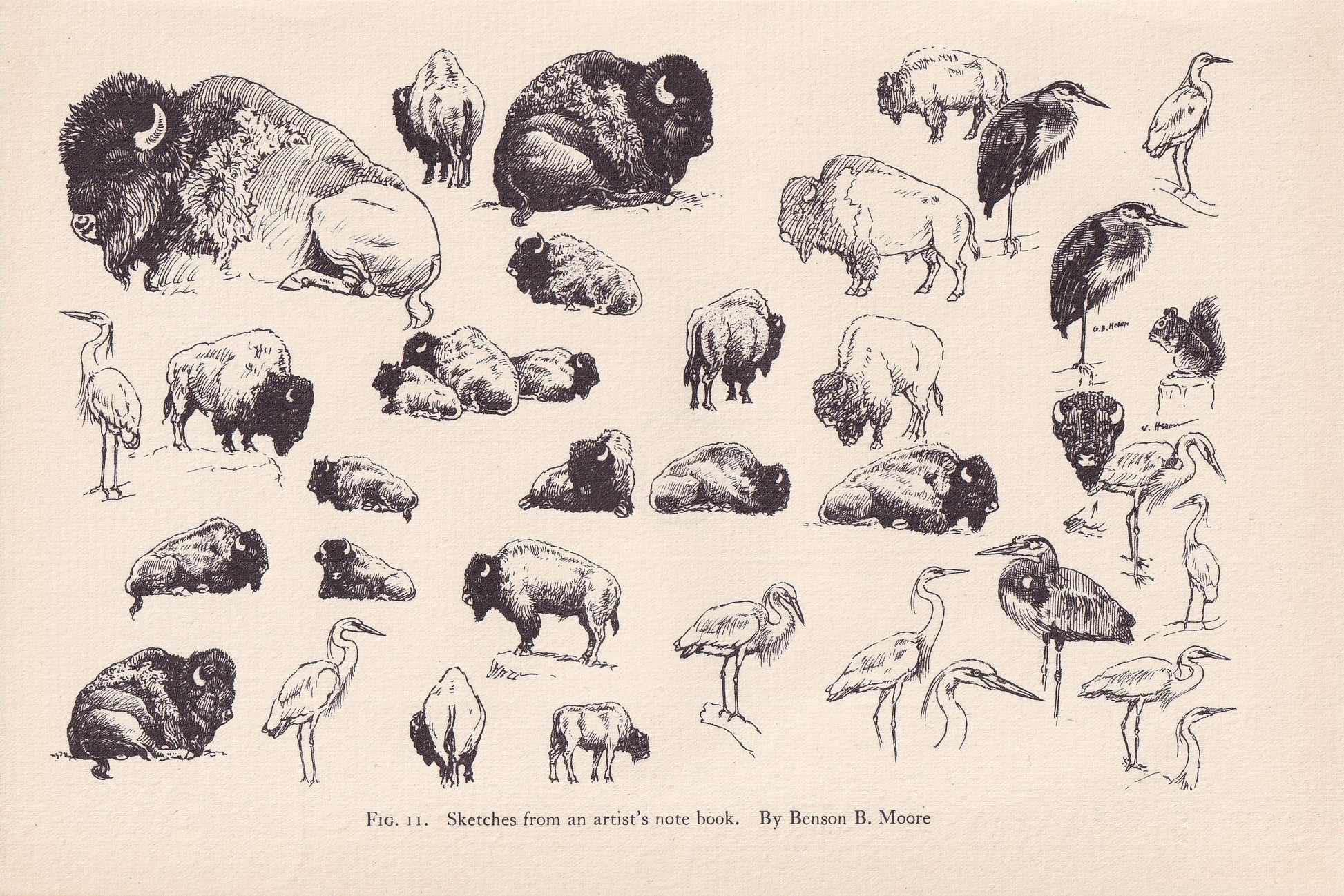 1934 ANIMAL SKETCHES Print - Original Vintage Print - Animal Wall Art - Bison & Birds Wall Art - 89 Years Old - 9.15 x 6 Inches