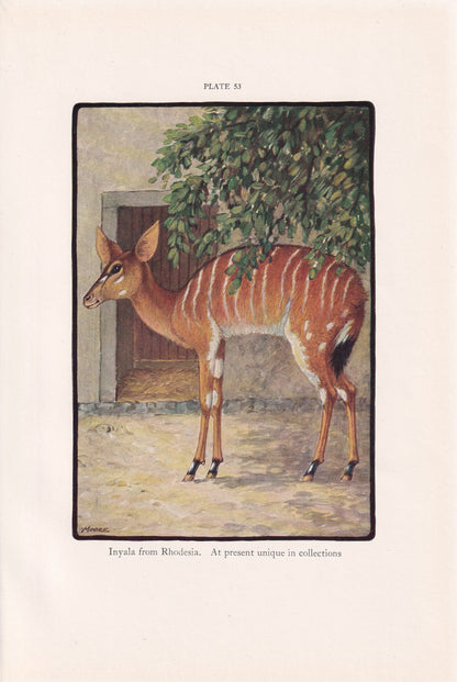 1934 NYALA Print - Original Vintage Print - Animal Wall Art - Antelope Wall Art - 89 Years Old - 9.15 x 6 Inches