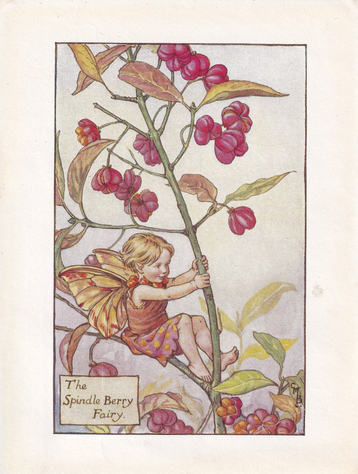 c. 1930 FLOWER FAIRY Print - The Spindle Berry Fairy - Flower Fairy Wall Art - Flower Fairy Art - 93 Years Old - 5.5 x 4 Inches