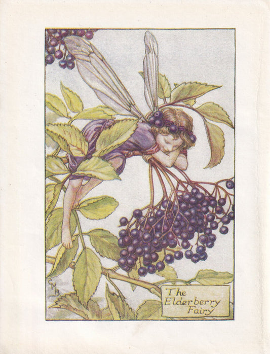 c. 1930 FLOWER FAIRY Print - The Elderberry Fairy - Flower Fairy Wall Art - Flower Fairy Art - 93 Years Old - 5.5 x 4 Inches
