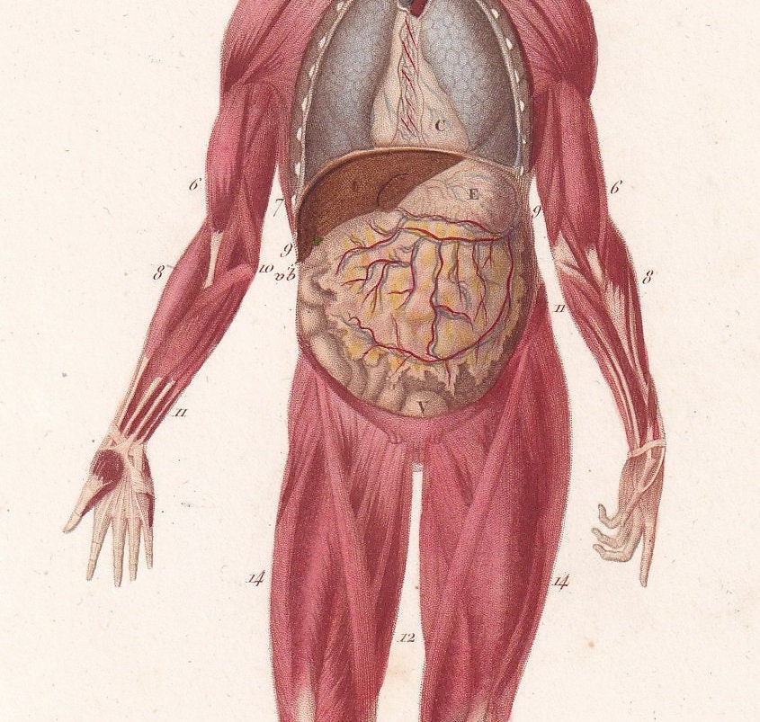 1861 HUMAN MUSCLES Print - Original Antique Orbigny Print - Hand-Colored - Anatomy Wall Art - 176 Years Old - 9.25 x 5.75 Inches