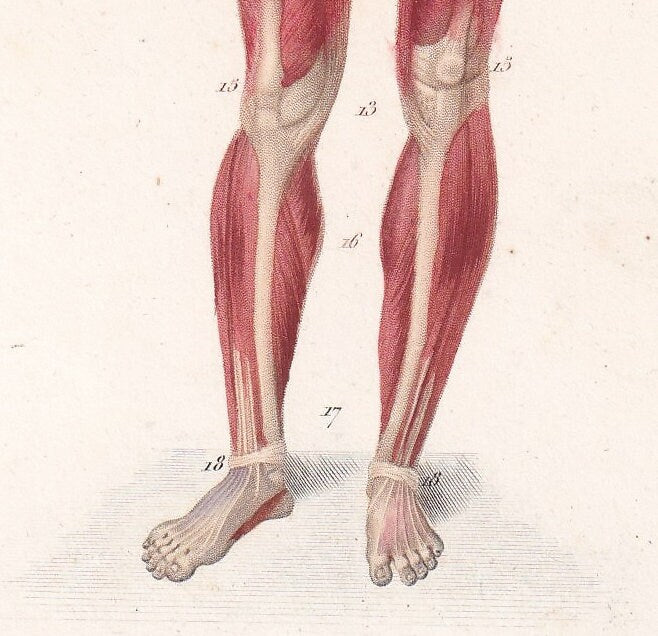 1861 HUMAN MUSCLES Print - Original Antique Orbigny Print - Hand-Colored - Anatomy Wall Art - 176 Years Old - 9.25 x 5.75 Inches