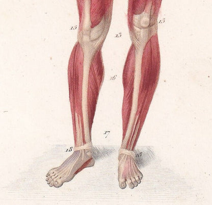 1861 HUMAN MUSCLES Print - Original Antique Orbigny Print - Hand-Colored - Anatomy Wall Art - 176 Years Old - 9.25 x 5.75 Inches