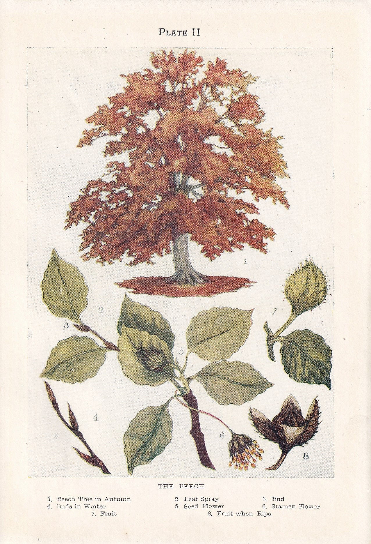 1910 BEECH TREE Print - Original Antique Tree Print - Tree Wall Art - Plant Wall Art - 113 Years Old - 6.25 x 4.25 Inches