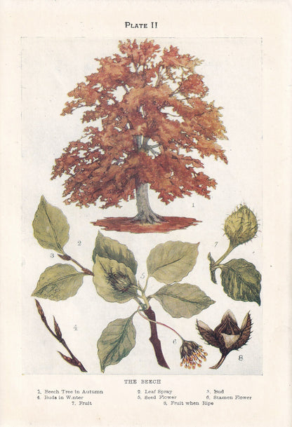 1910 BEECH TREE Print - Original Antique Tree Print - Tree Wall Art - Plant Wall Art - 113 Years Old - 6.25 x 4.25 Inches