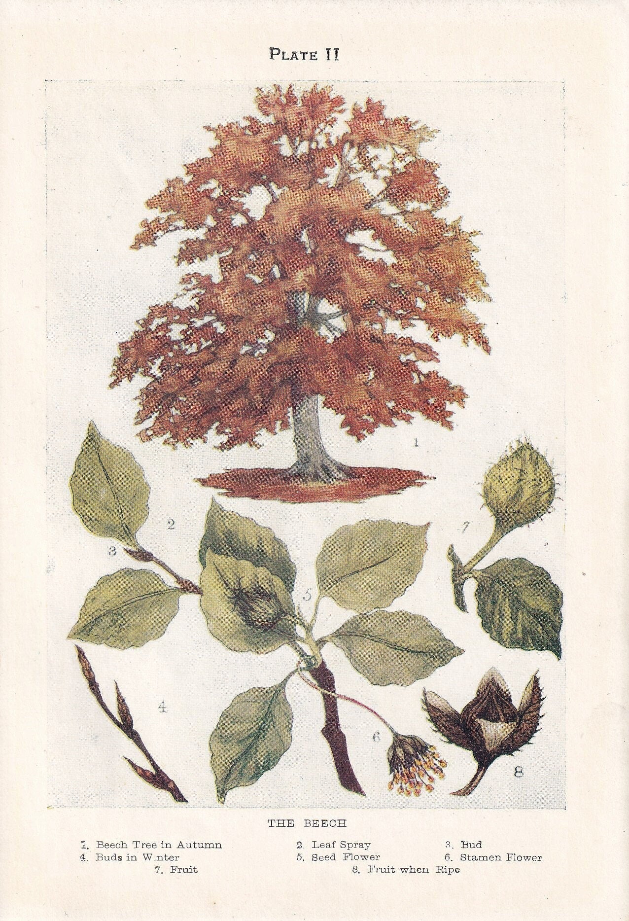 1910 BEECH TREE Print - Original Antique Tree Print - Tree Wall Art - Plant Wall Art - 113 Years Old - 6.25 x 4.25 Inches