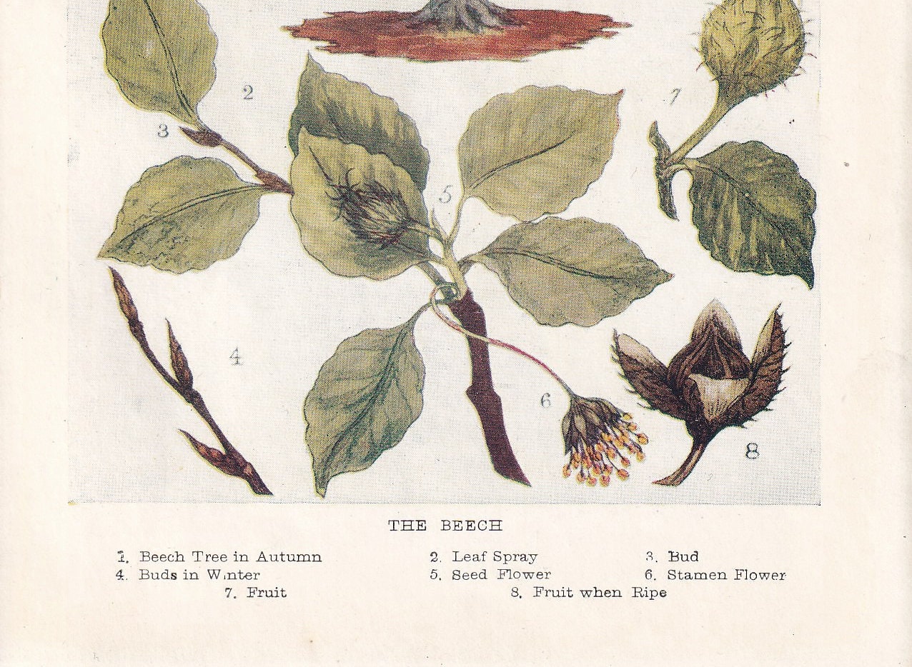 1910 BEECH TREE Print - Original Antique Tree Print - Tree Wall Art - Plant Wall Art - 113 Years Old - 6.25 x 4.25 Inches