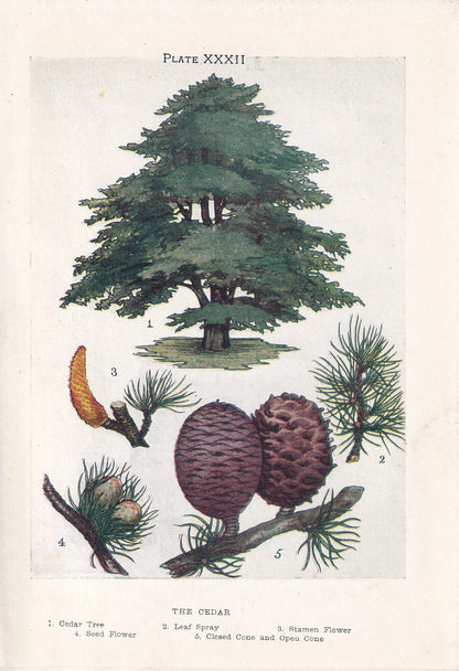 1910 CEDAR TREE Print - Original Antique Tree Print - Tree Wall Art - Plant Wall Art - 113 Years Old - 6.25 x 4.25 Inches