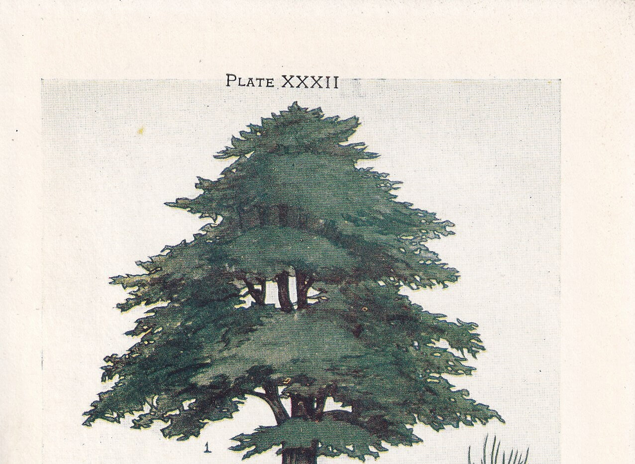1910 CEDAR TREE Print - Original Antique Tree Print - Tree Wall Art - Plant Wall Art - 113 Years Old - 6.25 x 4.25 Inches