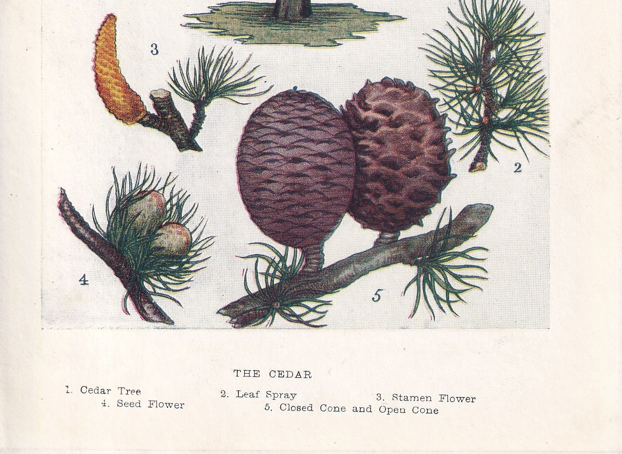 1910 CEDAR TREE Print - Original Antique Tree Print - Tree Wall Art - Plant Wall Art - 113 Years Old - 6.25 x 4.25 Inches