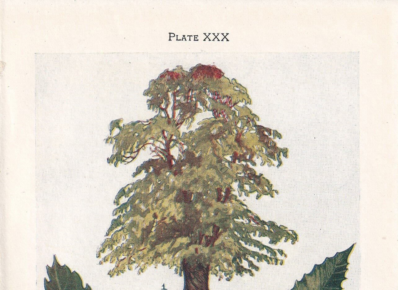 1910 HORSE CHESTNUT TREE Print - Original Antique Tree Print - Tree Wall Art - Plant Wall Art - 113 Years Old - 6.25 x 4.25 Inches