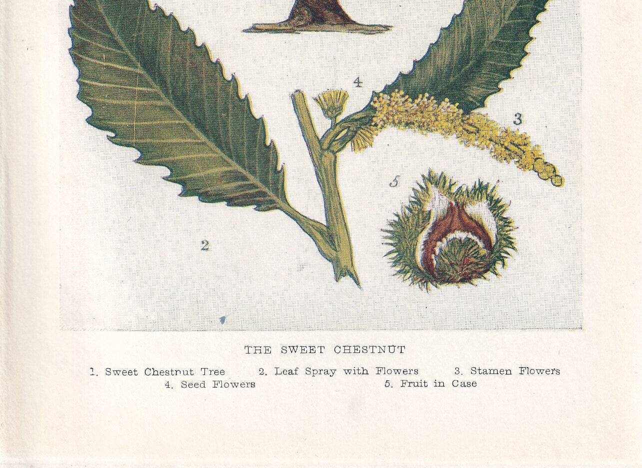 1910 HORSE CHESTNUT TREE Print - Original Antique Tree Print - Tree Wall Art - Plant Wall Art - 113 Years Old - 6.25 x 4.25 Inches