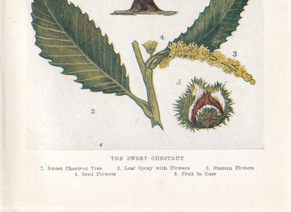 1910 HORSE CHESTNUT TREE Print - Original Antique Tree Print - Tree Wall Art - Plant Wall Art - 113 Years Old - 6.25 x 4.25 Inches