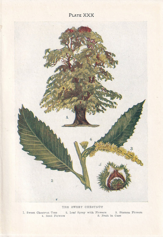 1910 HORSE CHESTNUT TREE Print - Original Antique Tree Print - Tree Wall Art - Plant Wall Art - 113 Years Old - 6.25 x 4.25 Inches